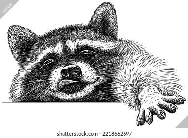 Vintage engrave isolated raccoon set illustration cut ink sketch. Wild pet background line racoon vector art