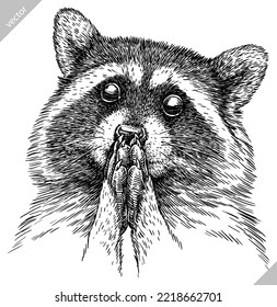 Vintage engrave isolated raccoon set illustration cut ink sketch. Wild pet background line racoon vector art