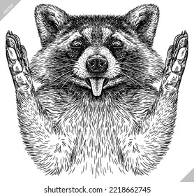 Vintage engrave isolated raccoon set illustration cut ink sketch. Wild pet background line racoon vector art