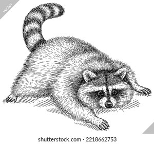 Vintage engrave isolated raccoon set illustration cut ink sketch. Wild pet background line racoon vector art