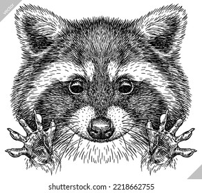 Vintage engrave isolated raccoon set illustration cut ink sketch. Wild pet background line racoon vector art