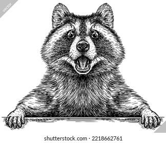 Vintage engrave isolated raccoon set illustration cut ink sketch. Wild pet background line racoon vector art