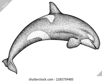 Vintage engrave isolated saw fish set illustration killer whale ink sketch. Wild hammer shark background line dolphin art