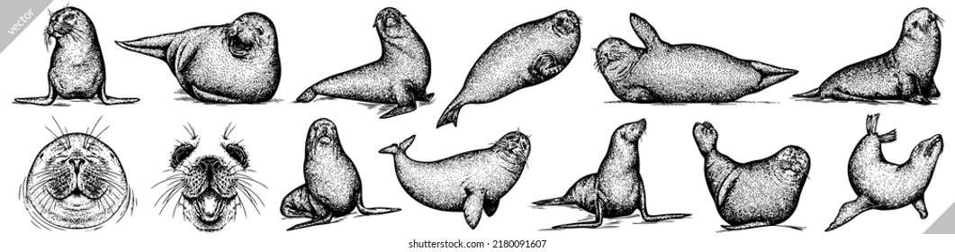 Vintage engrave isolated seal set illustration ink sketch. Sea lion background arctic art