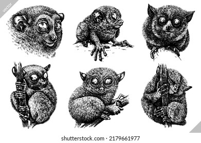 Vintage engrave isolated tarsier set illustration ink sketch. Wild monkey background bohol lemur vector art