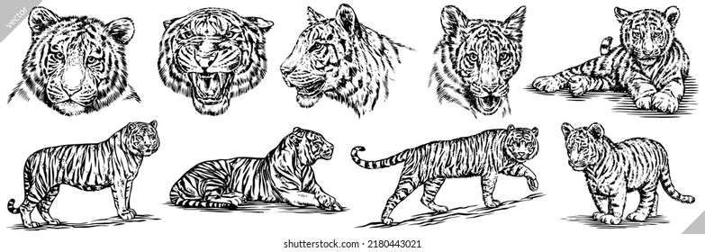 Vintage engrave isolated tiger set illustration ink sketch. Wild cat background bengal vector art