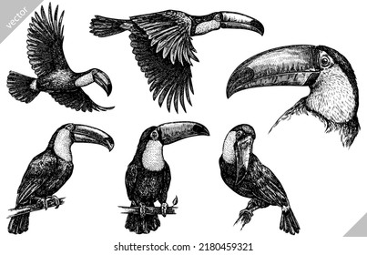 Vintage engrave isolated toucan set illustration ink sketch. Wild parrot background tropic vector art