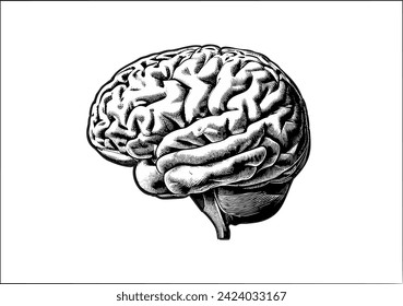 A vintage engraved drawing of brain side view vector illustration isolated on white background