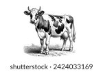 Vintage engraved drawing of a dairy cattle cow standing on the ground vector illustration isolated on a white background