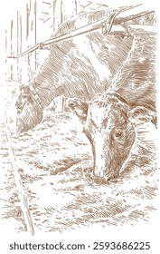 Vintage engraved drawing of a dairy cattle cow standing on the ground vector illustration isolated on a white background