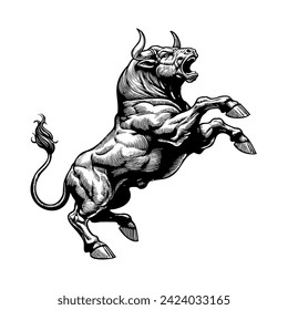 Vintage engraved drawing of  an exiting furious  bull raising front legs and jumping vector illustration isolated on white background