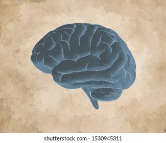 Vintage Engraved drawing negative brain side view vector illustration isolated on sepia old textured paper background