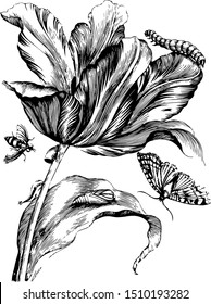 Vintage engraved flower black and white illustration 