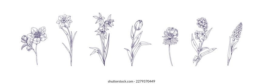 Vintage engraved flowers set. Botanical drawings, field floral plants. Etched contoured outlined wild blooms in antique style. Hand-drawn graphic vector illustrations isolated on white background