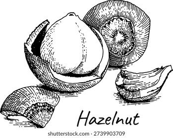 Vintage engraved hazelnut illustration with shell and kernel, hand drawn botanical nut sketch
