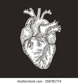 Vintage engraved human heart. Vector illustration. Design for t-shirt print