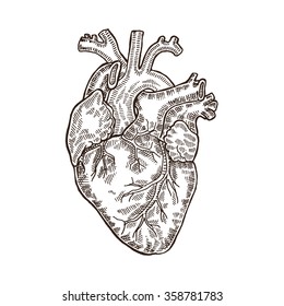 Vintage con el corazón humano grabado. Ilustración vectorial. Diseño para impresión en pantalones en T