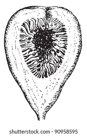 Vintage engraved illustration. Slice of fig isolated on white. Dictionary of words and things - Larive and Fleury - 1895.