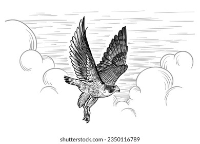 Vintage engraved vector illustration of a flying peregrine falcon isolated on sky background