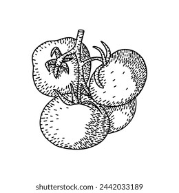 Vintage engraves drawing of branches of tomatoes. Food engraves style illustration. Detailed hand drawn contour vegetarian sketch. Great for label, poster, print, menu
