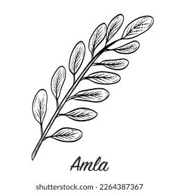 Vintage engraving of amla plant. Black and white botanical illustration of the Indian gooseberry, a traditional Ayurvedic medicinal fruit known for its health and wellness benefits. 