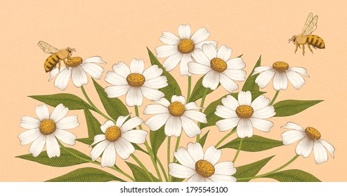 Vintage engraving flower background, with hand drawn daisy or chamomile elements, for organic product package and aroma therapy use