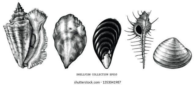 Vintage Engraving Illustration Of Common Shellfish Black And White Clip Art Isolated On White Background