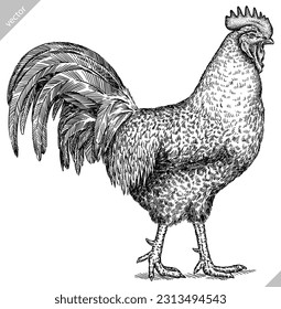 Esbozo de tinta del gallo de pollo aislado con grabado de vintage. Fondo de la granja de aves de corral de la silueta de pájaro arte de gallo. Imagen vectorial dibujada a mano negra y blanca