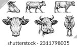 Vintage engraving isolated cow set illustration ink sketch. Farm bull background beef animal silhouette art. Black and white hand drawn vector image