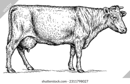 Vintage engraving isolated cow set illustration ink sketch. Farm bull background beef animal silhouette art. Black and white hand drawn vector image