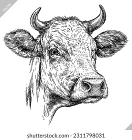 Esbozo de tinta de ilustración de vaca aislada grabado en vintage. Fondo del toro de la granja de carne de res arte de silueta animal de la carne de vaca, imagen vectorial dibujada a mano negra y blanca