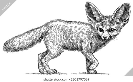 Vintage engraving isolated fennec set illustration ink sketch. Fox background fenech animal silhouette art. Black and white hand drawn vector image