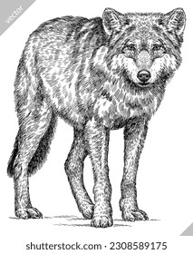 Vintage engraving isolated gray wolf set illustration ink sketch. Wild dog background animal silhouette art. Black and white hand drawn vector image.