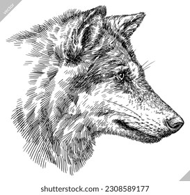 Esbozo de tinta de la ilustración del lobo gris aislado con grabado de vintage. Arte de silueta animal de fondo de perro salvaje. Imagen vectorial dibujada a mano negra y blanca.