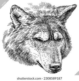 Vintage engraving isolated gray wolf set illustration ink sketch. Wild dog background animal silhouette art. Black and white hand drawn vector image.