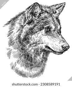 Esbozo de tinta de la ilustración del lobo gris aislado con grabado de vintage. Arte de silueta animal de fondo de perro salvaje. Imagen vectorial dibujada a mano negra y blanca.