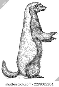 Vintage engraving isolated honey badger set illustration ink vector sketch. Ratel background tropical animal silhouette art. Black and white hand drawn image.
