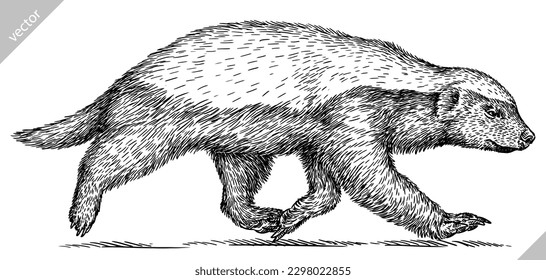 Vintage engraving isolated honey badger set illustration ink vector sketch. Ratel background tropical animal silhouette art. Black and white hand drawn image.