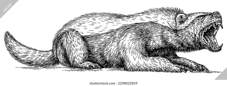 Vintage engraving isolated honey badger set illustration ink vector sketch. Ratel background tropical animal silhouette art. Black and white hand drawn image.