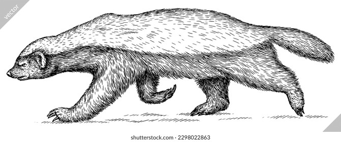 Vintage engraving isolated honey badger set illustration ink vector sketch. Ratel background tropical animal silhouette art. Black and white hand drawn image.