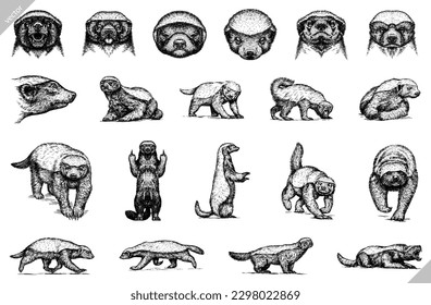 Grabación de vintage de insignia de miel aislada conjunto de dibujos de tipo tintas vectoriales. Arte de silueta de animales tropicales de fondo de Ratel. Imagen dibujada a mano en blanco y negro.