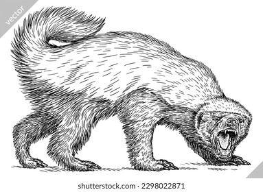 Vintage engraving isolated honey badger set illustration ink vector sketch. Ratel background tropical animal silhouette art. Black and white hand drawn image.