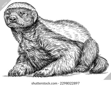 Vintage engraving isolated honey badger set illustration ink vector sketch. Ratel background tropical animal silhouette art. Black and white hand drawn image.