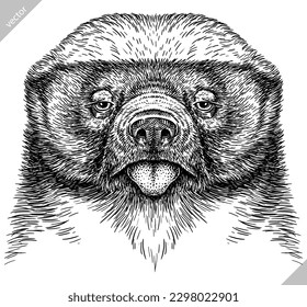 Vintage engraving isolated honey badger set illustration ink vector sketch. Ratel background tropical animal silhouette art. Black and white hand drawn image.