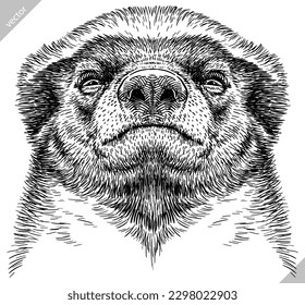 Vintage engraving isolated honey badger set illustration ink vector sketch. Ratel background tropical animal silhouette art. Black and white hand drawn image.