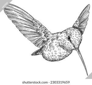 Vintage engraving isolated hummingbird set illustration ink humming sketch. Bird background colibri tropical silhouette art. Black and white hand drawn vector image.