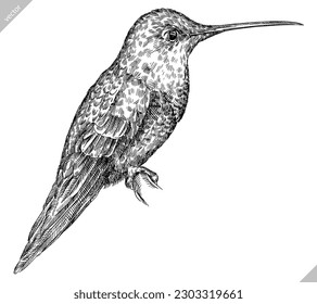 Vintage engraving isolated hummingbird set illustration ink humming sketch. Bird background colibri tropical silhouette art. Black and white hand drawn vector image.