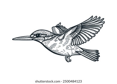 Antiguas grabado aislado colibrí conjunto ilustración tinta zumbido boceto. Arte de la silueta tropical colibri de fondo de pájaro. Imagen de Vector dibujada a mano en blanco y negro.