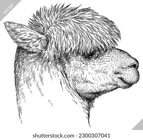 Vintage engraving isolated lama set illustration ink vector sketch. Alpaca background America animal silhouette art. Black and white hand drawn image.