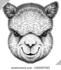Vintage engraving isolated lama set illustration ink vector sketch. Alpaca background America animal silhouette art. Black and white hand drawn image.
